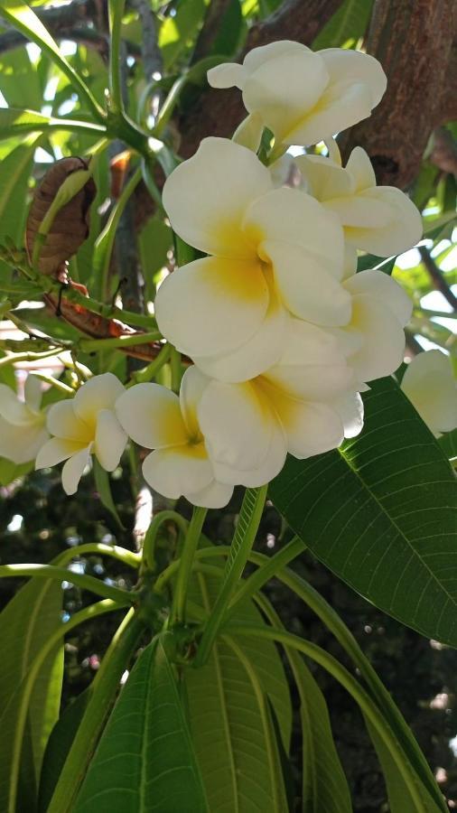 La Pomelia Di Gio Villa มอนเดลโล ภายนอก รูปภาพ